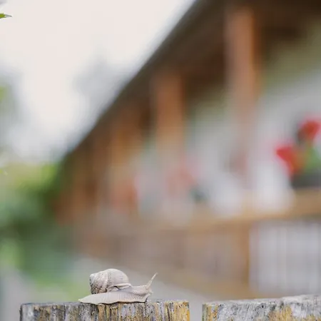 Beke Vendeghaz Διαμέρισμα